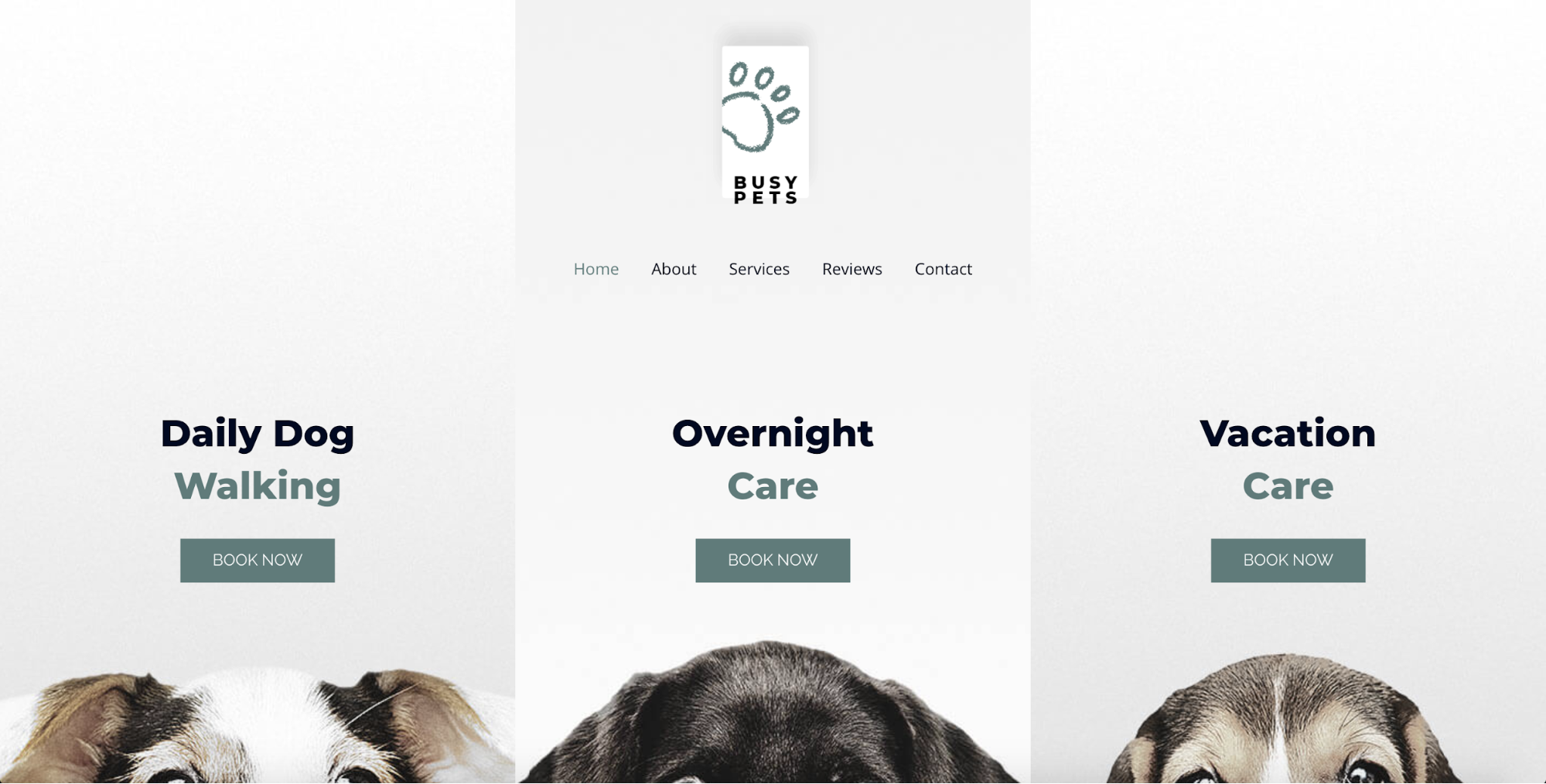 pet care astra starter site